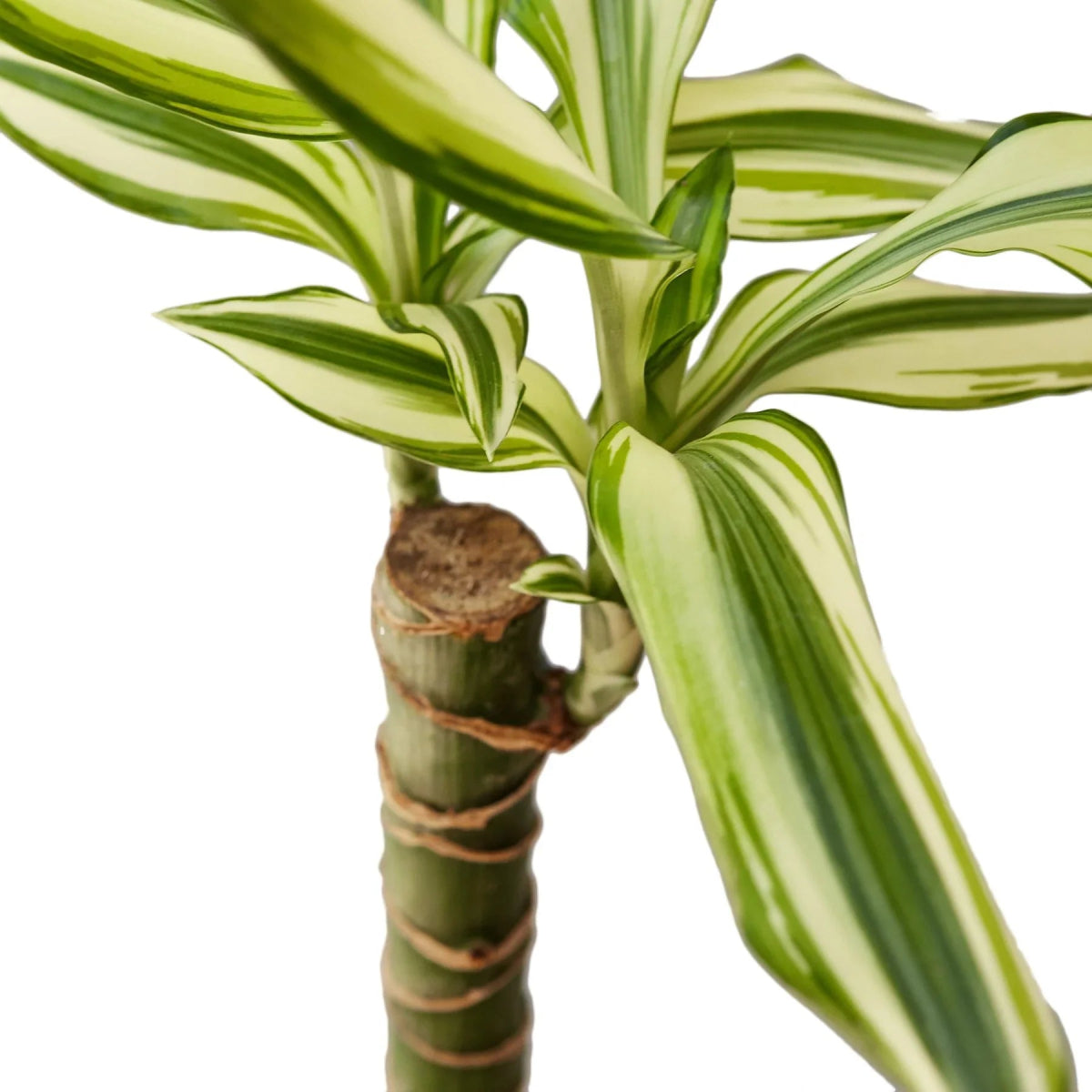 Dracaena 'Sted Sol Cane' Indoor Plant - Mental Houseplants™