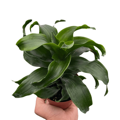 Dracaena 'Twister' Indoor Plant - Mental Houseplants™