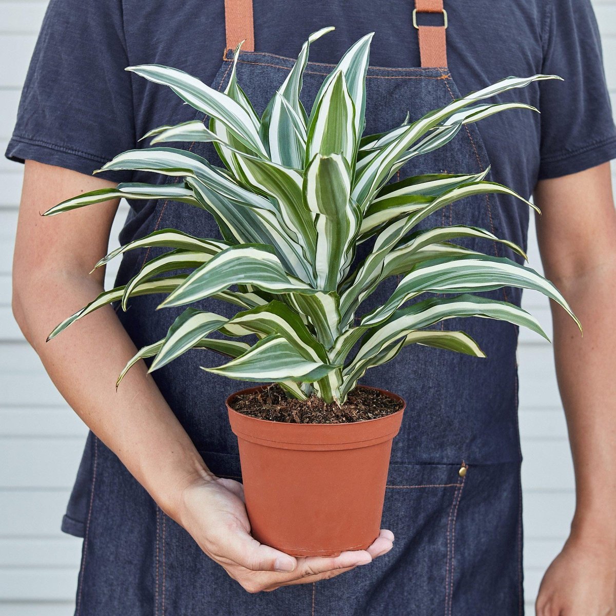 Dracaena 'White Jewel' Indoor Plant - Mental Houseplants™