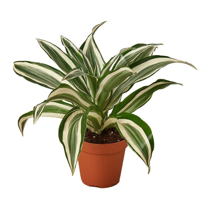 Dracaena 'White Jewel' Indoor Plant - Mental Houseplants™