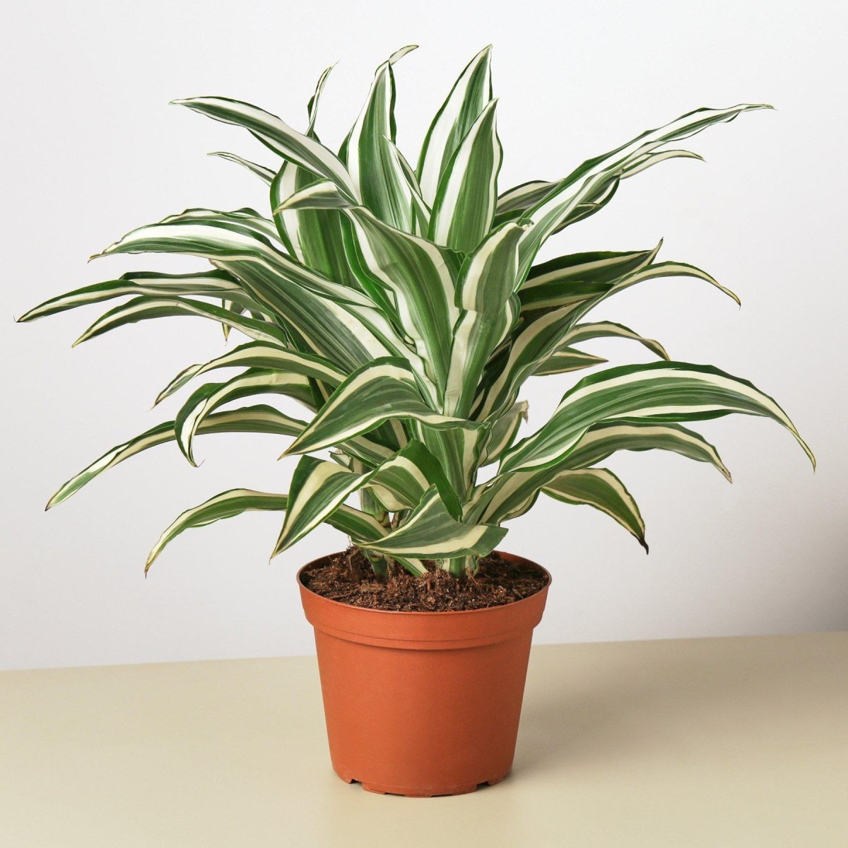 Dracaena 'White Jewel' Indoor Plant - Mental Houseplants™