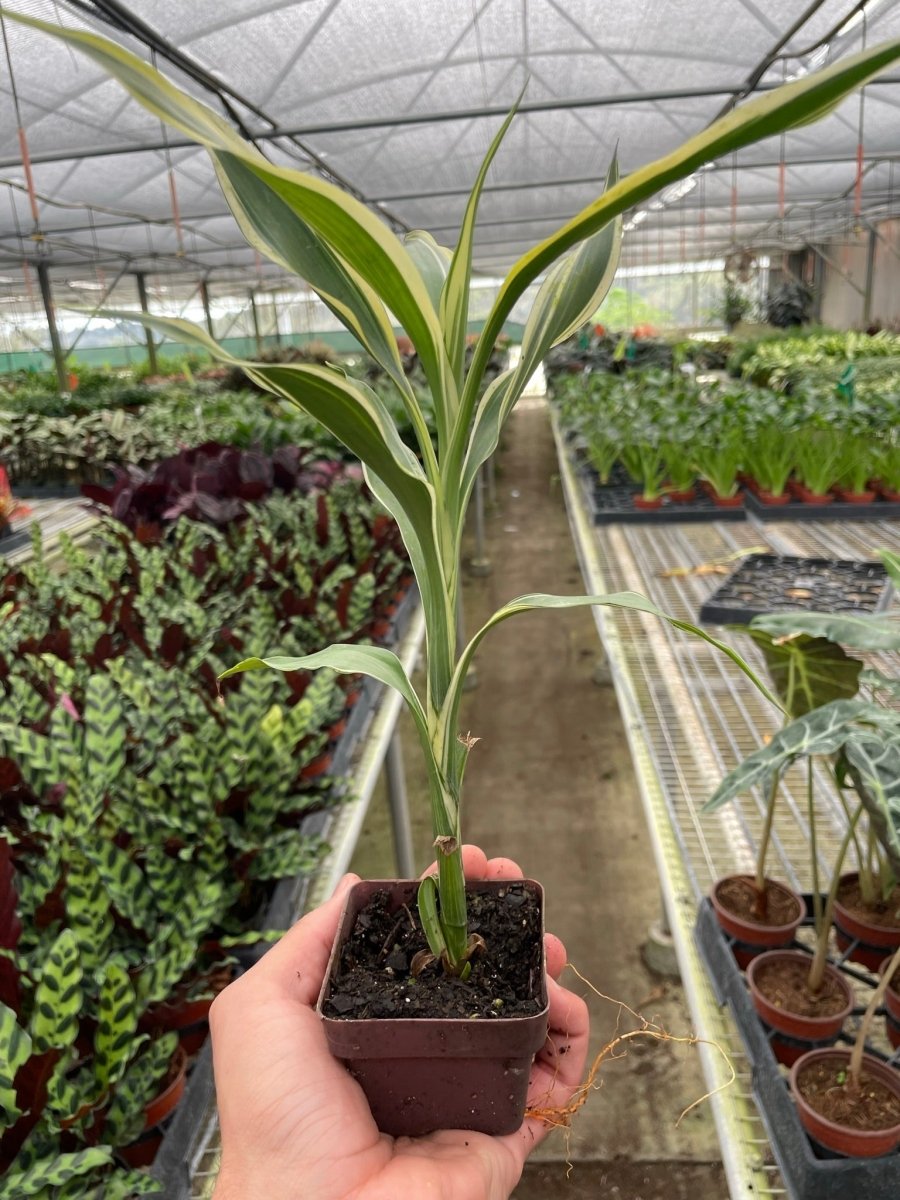 Dracaena 'White Ribbon' Indoor Plant - Mental Houseplants™