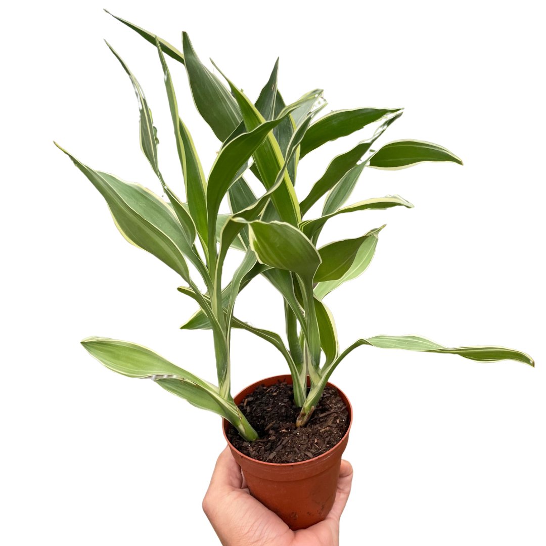 Dracaena 'White Ribbon' Indoor Plant - Mental Houseplants™