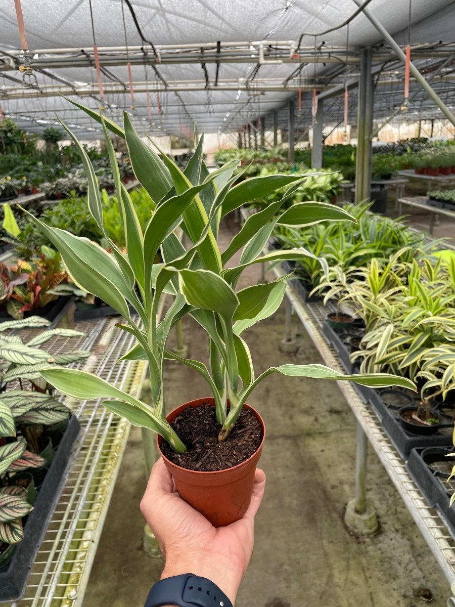 Dracaena 'Sanderiana' - Mental Houseplants™ – Mental Houseplants®