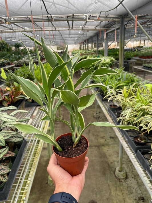 Dracaena 'White Ribbon' Indoor Plant - Mental Houseplants™