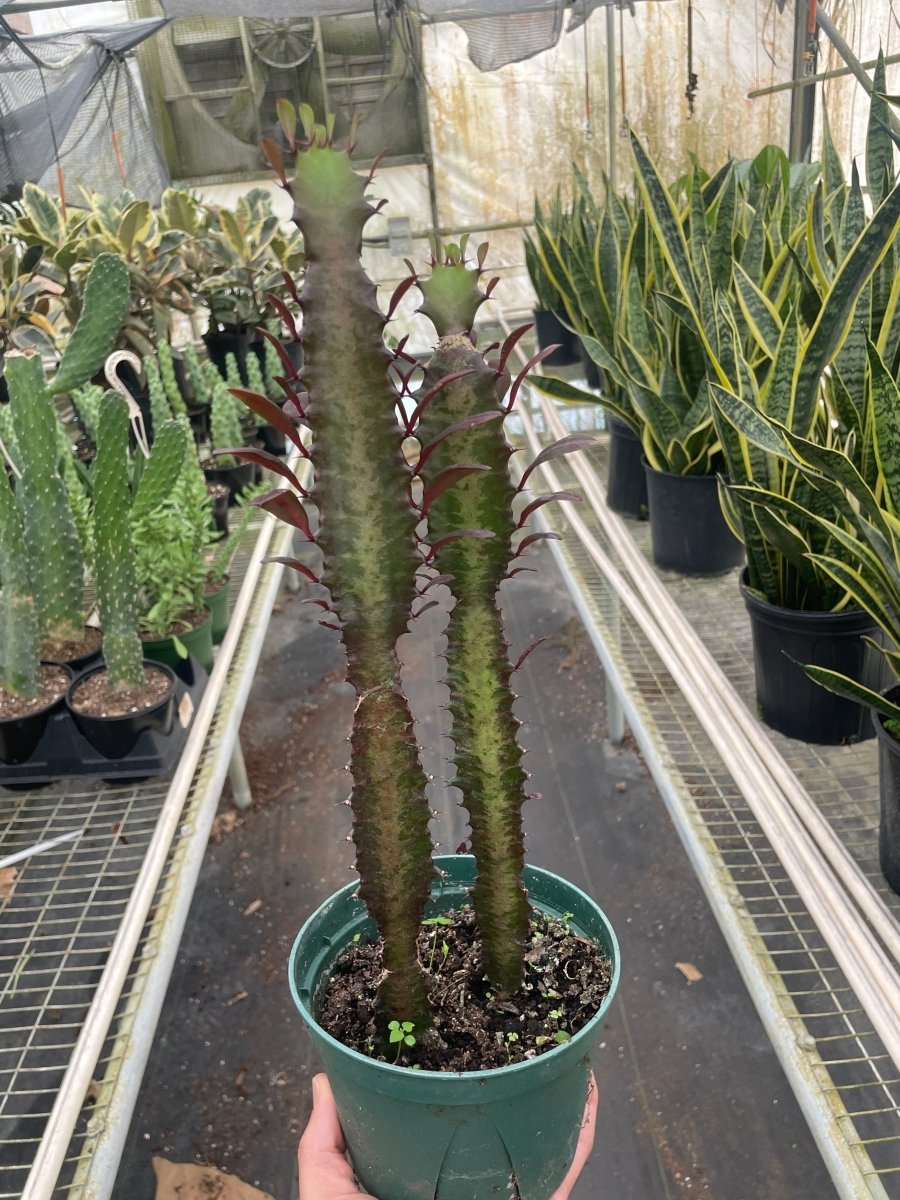 Euphorbia 'African Milk Tree' Indoor Plant - Mental Houseplants™