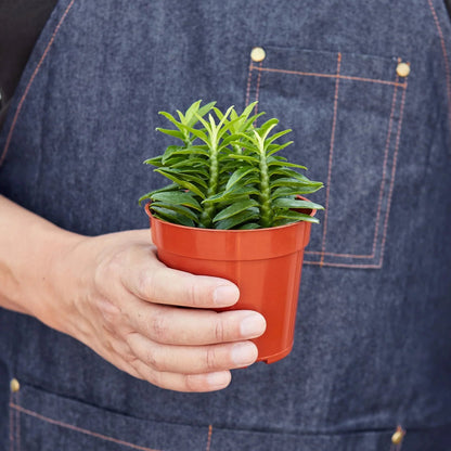 Euphorbia 'Devil's Backbone' Indoor Plant - Mental Houseplants™