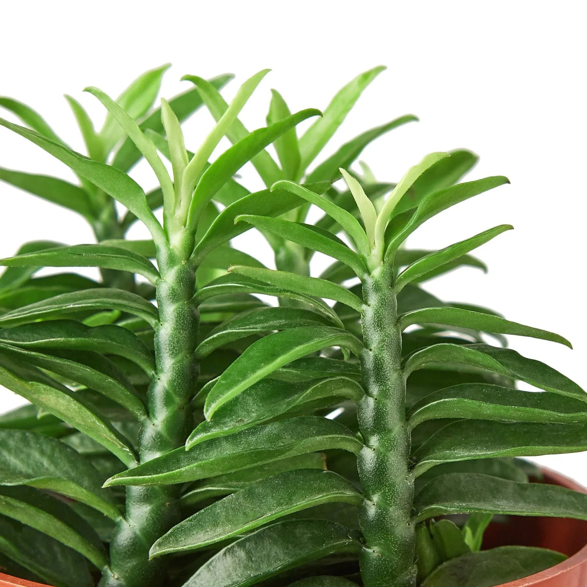 Euphorbia 'Devil's Backbone' Indoor Plant - Mental Houseplants™