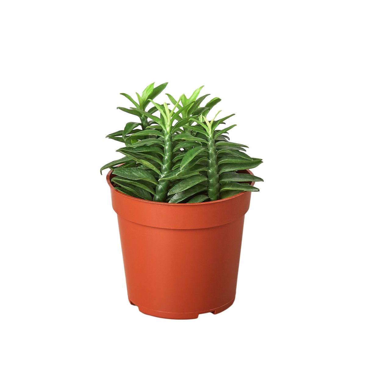 Euphorbia 'Devil's Backbone' Indoor Plant - Mental Houseplants™