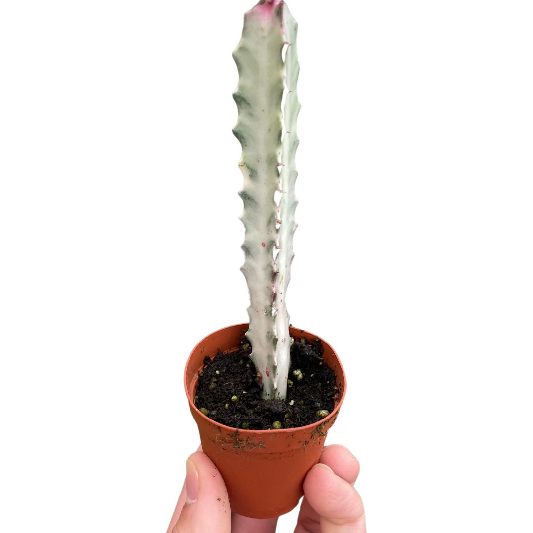 Euphorbia 'Dragon Bone' Indoor Plant - Mental Houseplants™