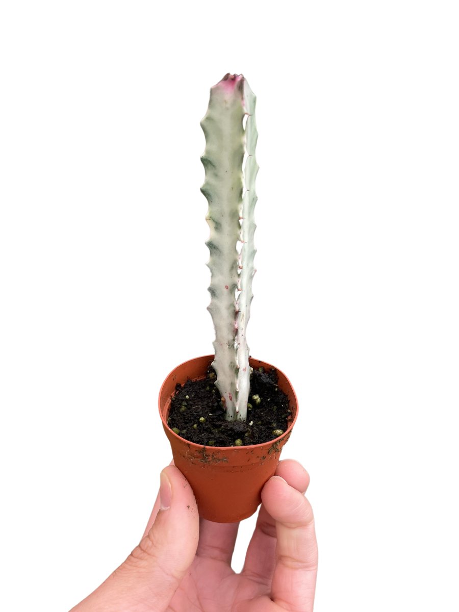 Euphorbia 'Dragon Bone' Indoor Plant - Mental Houseplants™