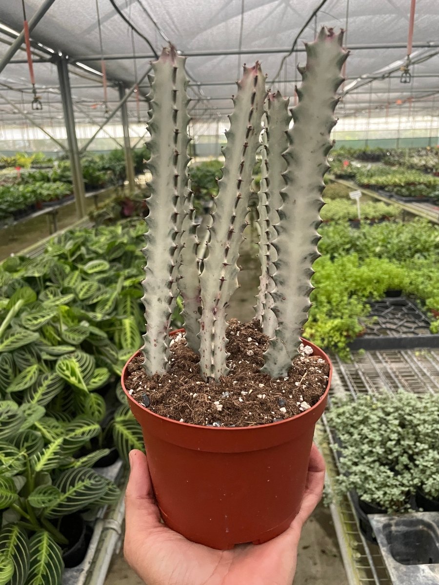 Euphorbia 'Dragon Bone' Indoor Plant - Mental Houseplants™