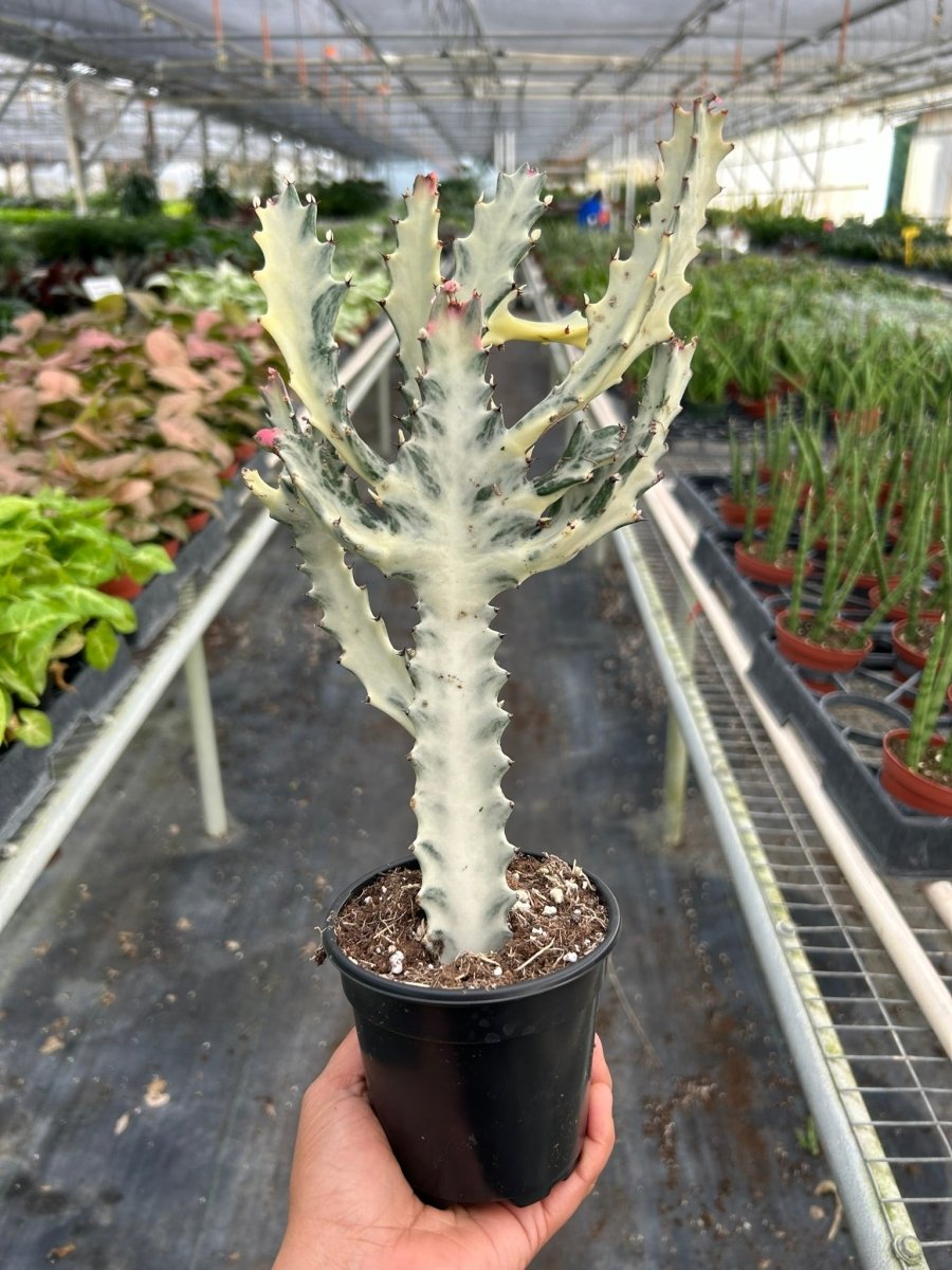 Euphorbia 'Dragon Bone' Indoor Plant - Mental Houseplants™