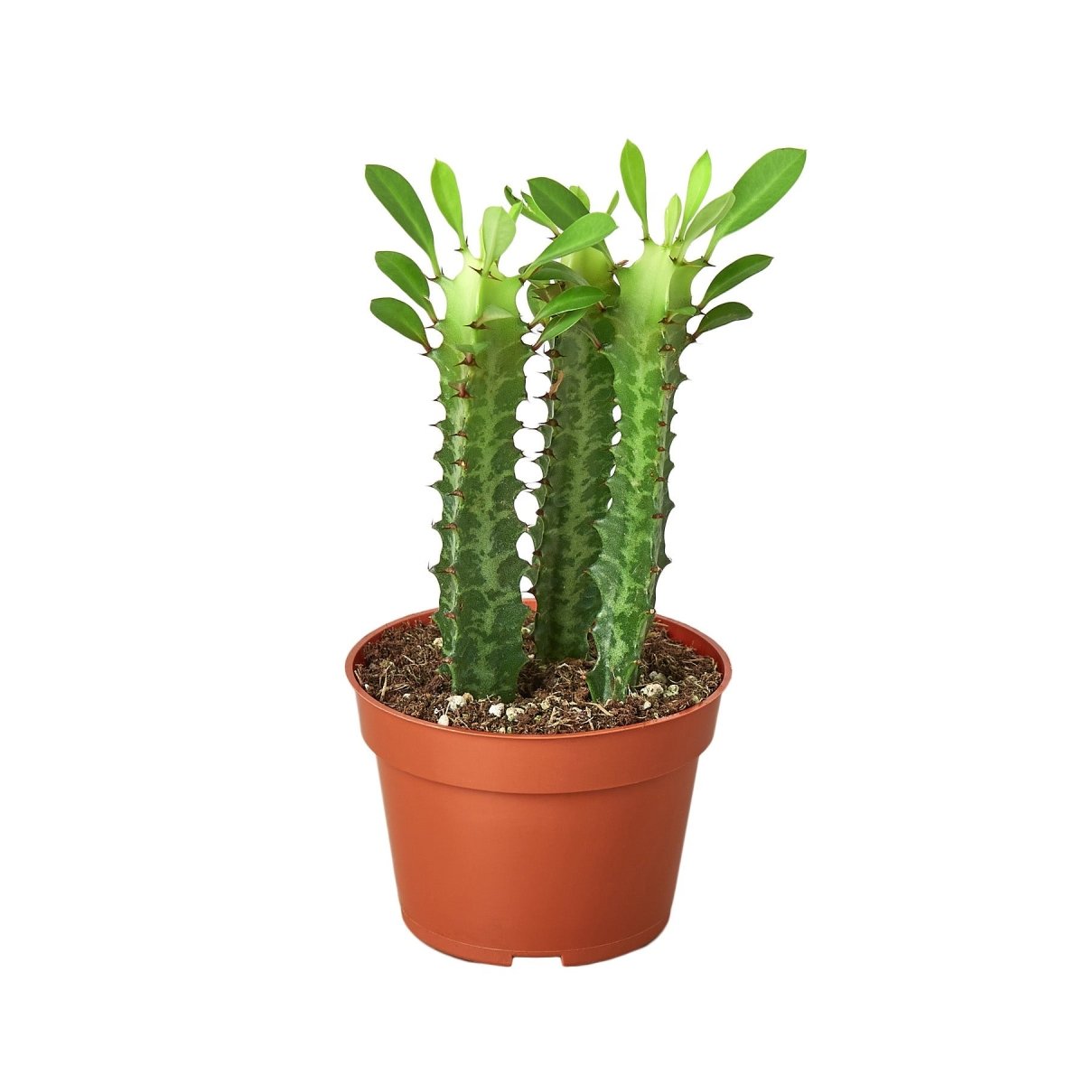 Euphorbia 'Milkstripe' Indoor Plant - Mental Houseplants™