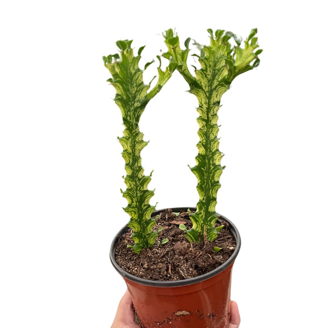 Euphorbia 'Mint Cream' Indoor Plant - Mental Houseplants™