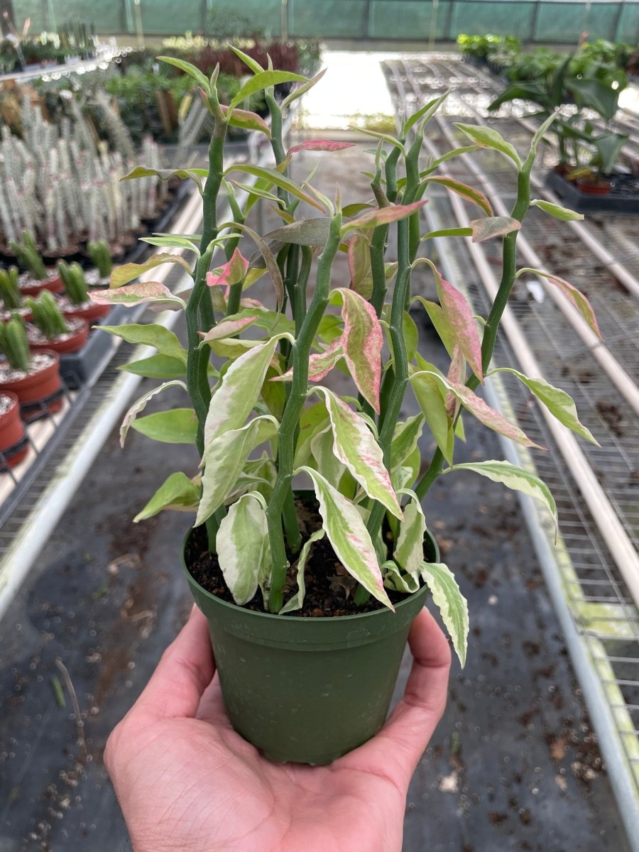 Euphorbia 'Variegated Devil's Backbone' Indoor Plant - Mental Houseplants™