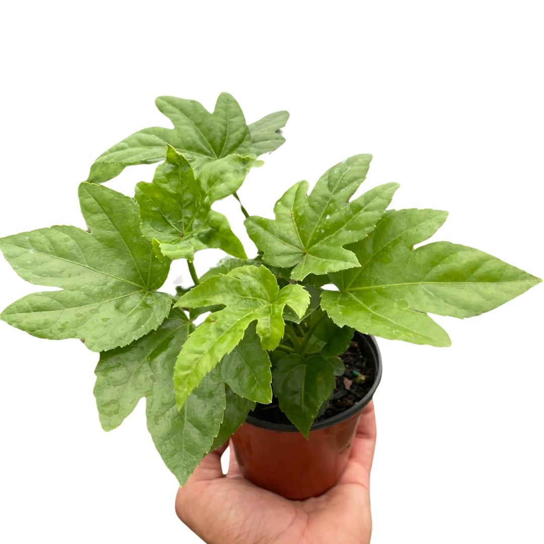 Fatsia 'Japanese Aralia' Indoor Plant - Mental Houseplants™