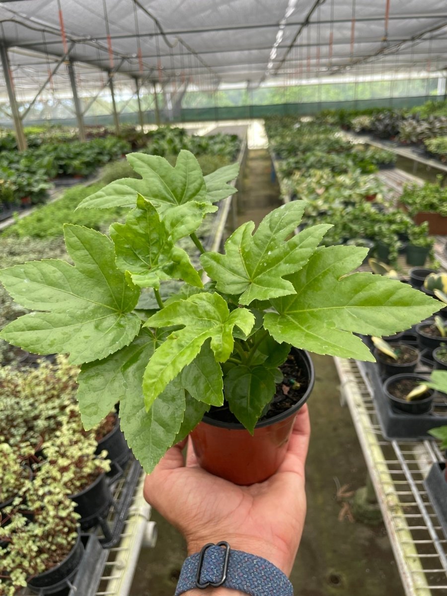 Fatsia 'Japanese Aralia' Indoor Plant - Mental Houseplants™