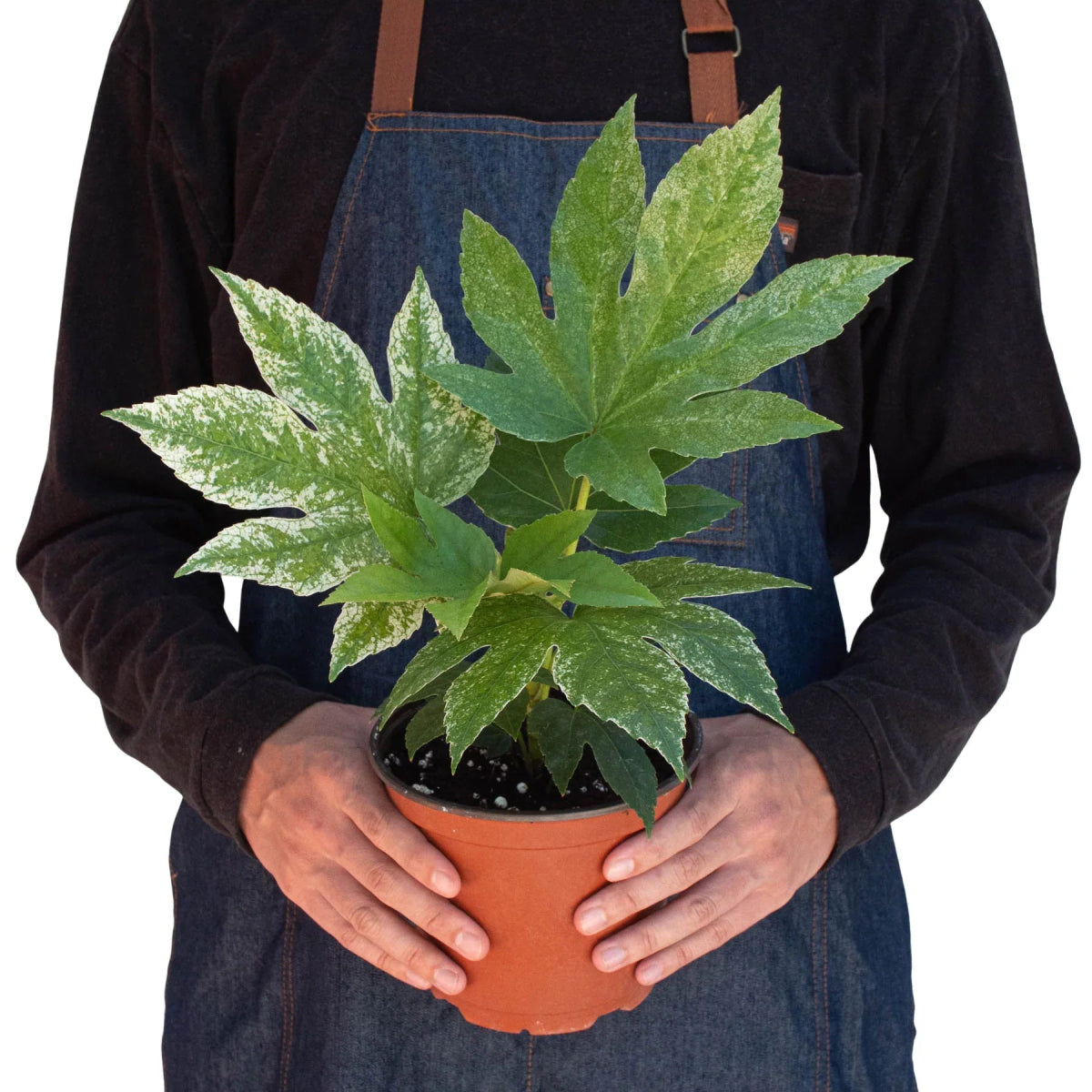 Fatsia 'Spider's Web' Indoor Plant - Mental Houseplants™