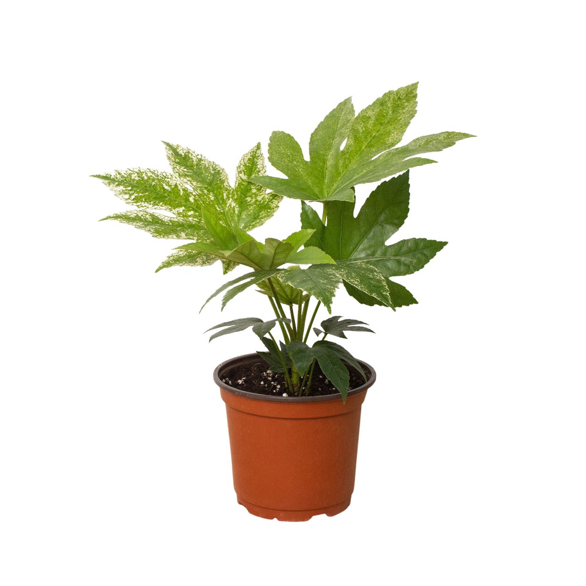 Fatsia 'Spider's Web' Indoor Plant - Mental Houseplants™