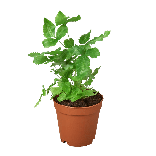 Fern 'Albo Lineata' Indoor Plant - Mental Houseplants™