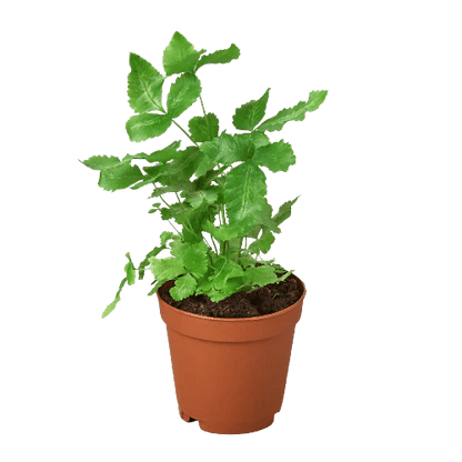 Fern 'Albo Lineata' Indoor Plant - Mental Houseplants™