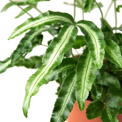 Fern 'Albo Lineata' Indoor Plant - Mental Houseplants™