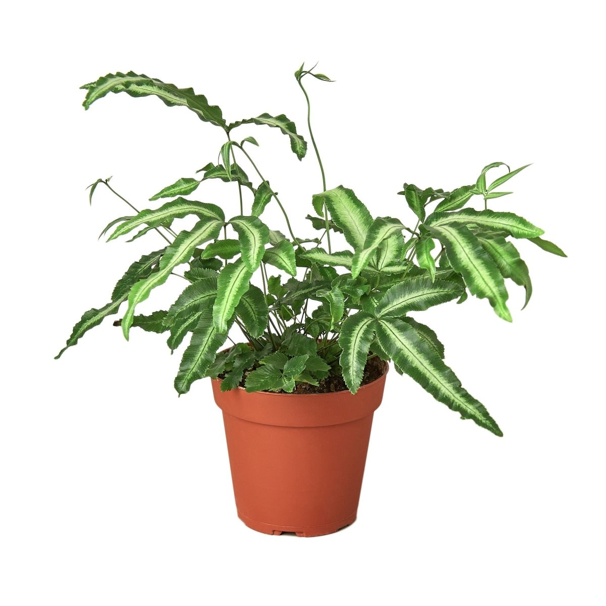 Fern 'Albo Lineata' Indoor Plant - Mental Houseplants™