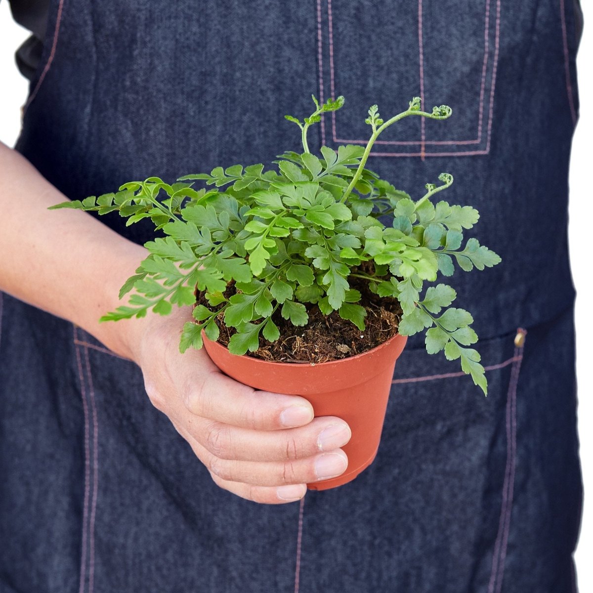 Fern 'Austral Gem' Indoor Plant - Mental Houseplants™