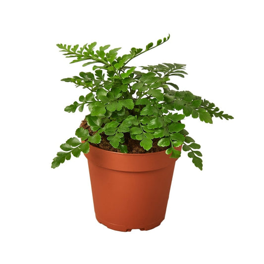 Fern 'Austral Gem' Indoor Plant - Mental Houseplants™