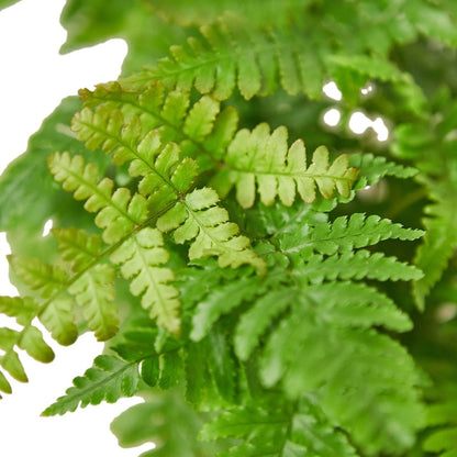 Fern 'Autumn' Indoor Plant - Mental Houseplants™