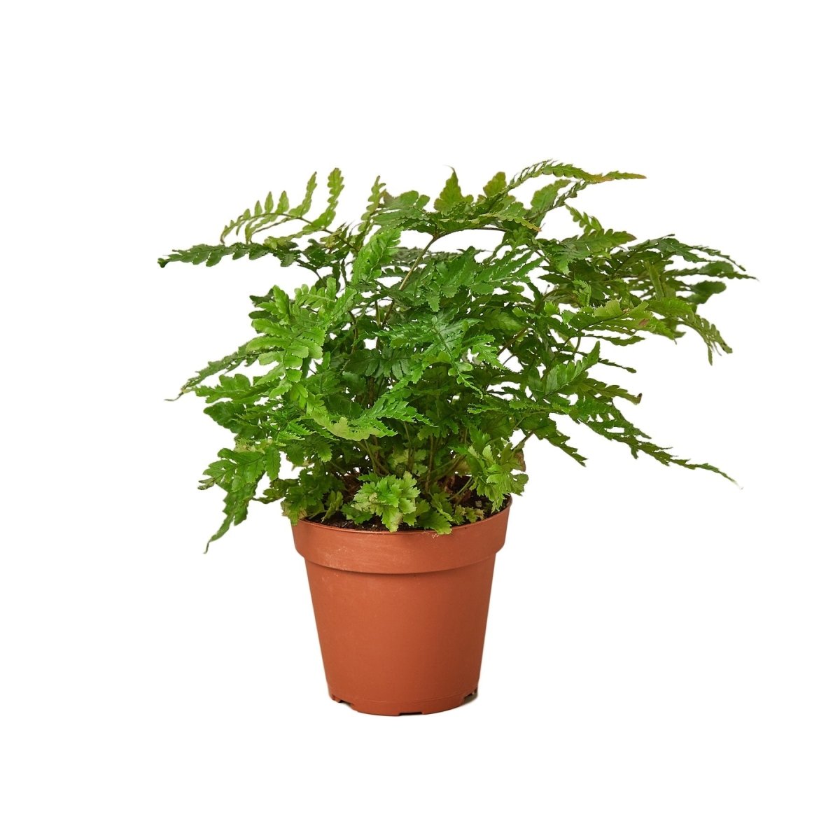 Fern 'Autumn' Indoor Plant - Mental Houseplants™