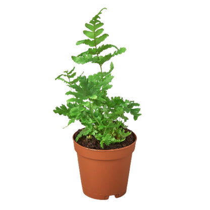 Fern 'Autumn' Indoor Plant - Mental Houseplants™