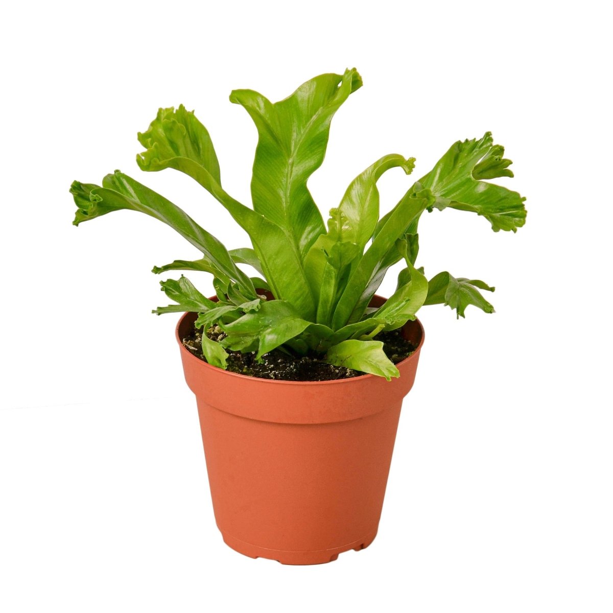 Fern 'Bird’s Nest Leslie' Indoor Plant - Mental Houseplants™