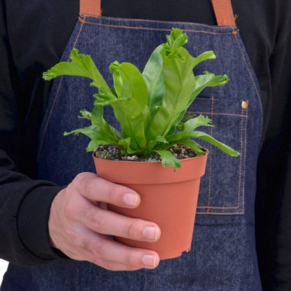 Fern 'Bird’s Nest Leslie' Indoor Plant - Mental Houseplants™