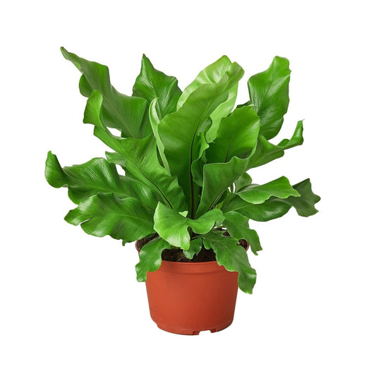 Fern 'Bird's Nest Nidus' Indoor Plant - Mental Houseplants™