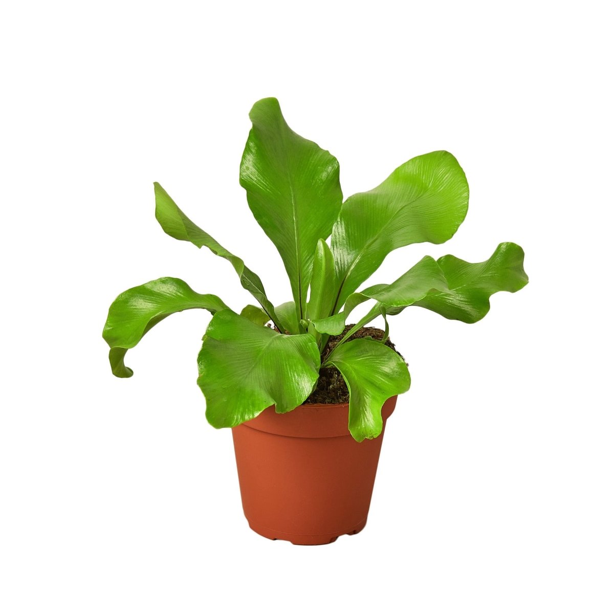 Fern 'Bird's Nest Nidus' Indoor Plant - Mental Houseplants™