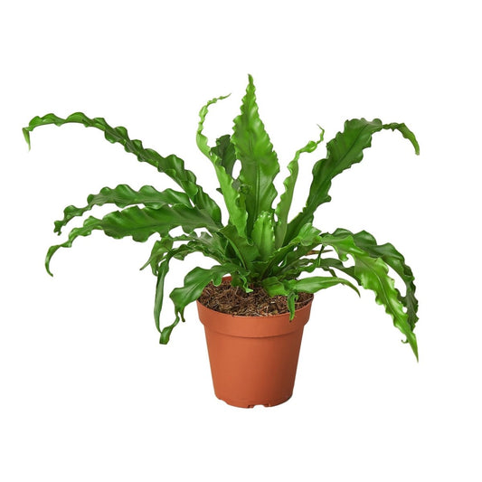 Fern 'Bird's Nest Victoria' Indoor Plant - Mental Houseplants™