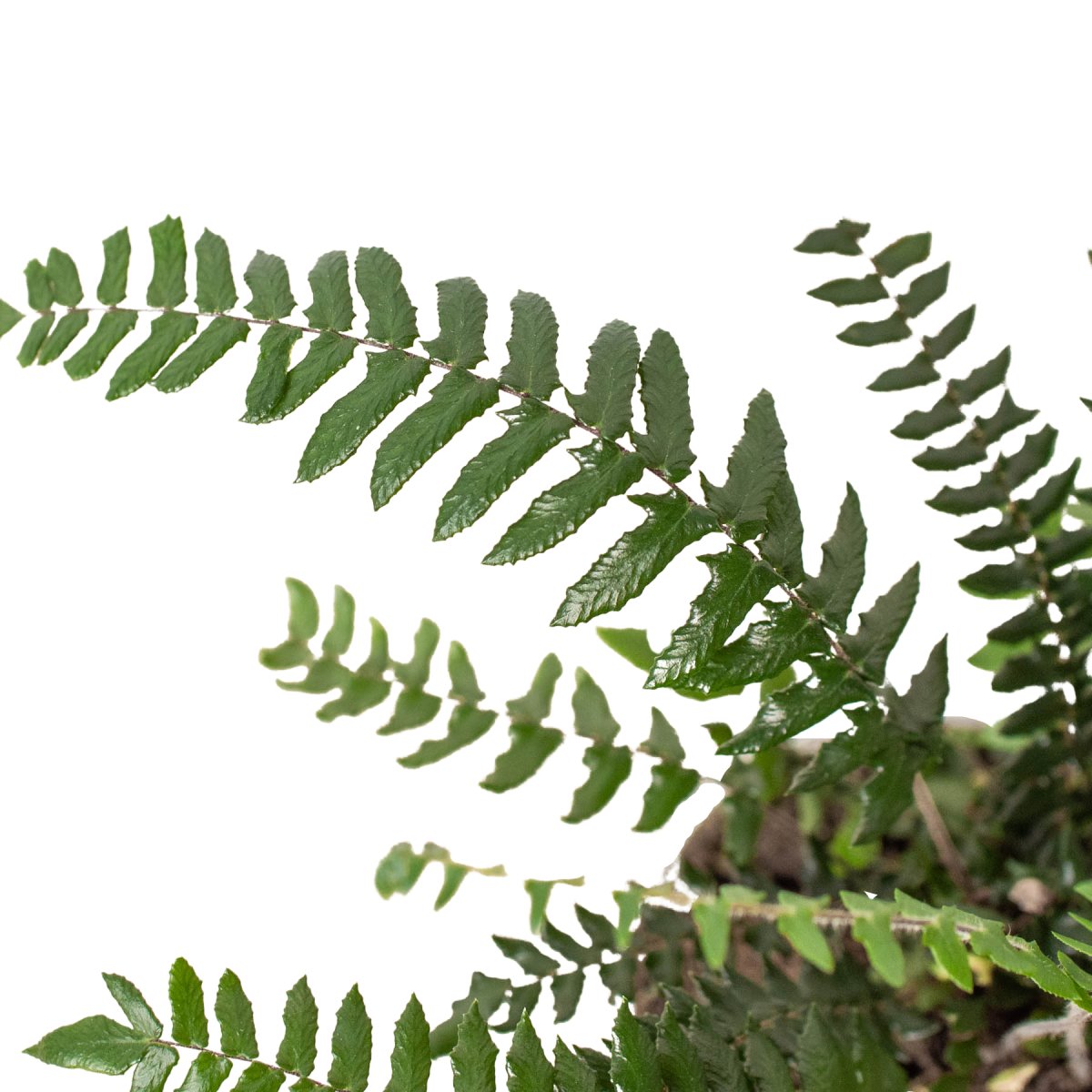 Fern 'Boston' Indoor Plant - Mental Houseplants™