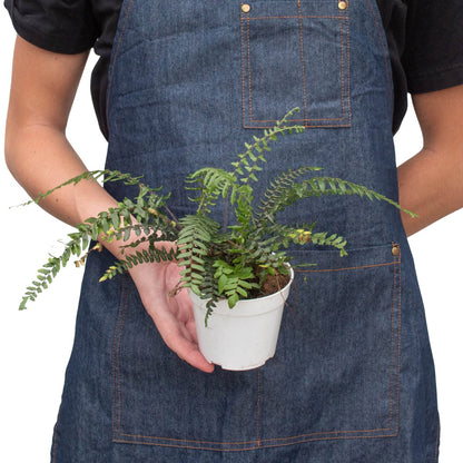 Fern 'Boston' Indoor Plant - Mental Houseplants™