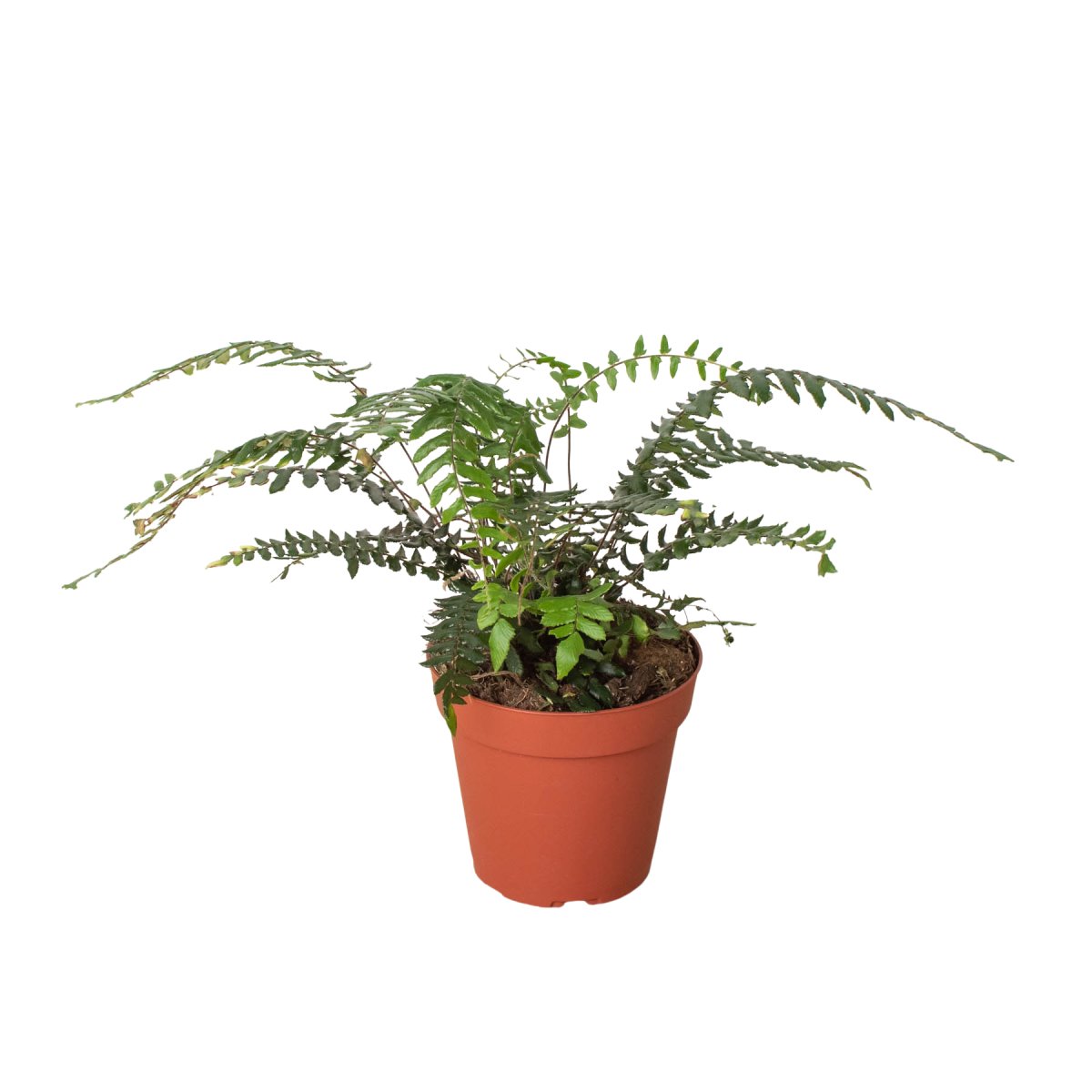 Fern 'Boston' Indoor Plant - Mental Houseplants™