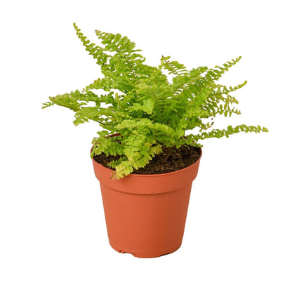 Fern 'Cotton Candy' Indoor Plant - Mental Houseplants™