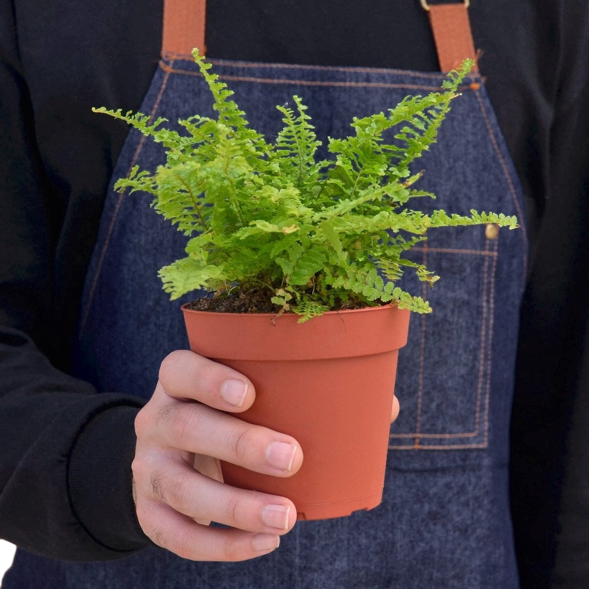 Fern 'Cotton Candy' Indoor Plant - Mental Houseplants™