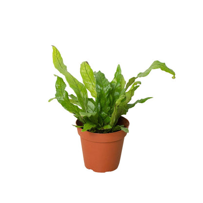 Fern 'Crocodile' Indoor Plant - Mental Houseplants™