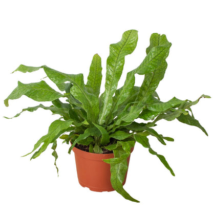 Fern 'Crocodile' Indoor Plant - Mental Houseplants™