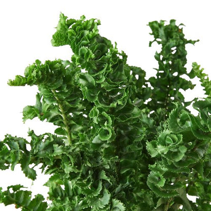 Fern 'Curly Boston' Indoor Plant - Mental Houseplants™