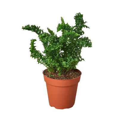 Fern 'Curly Boston' Indoor Plant - Mental Houseplants™