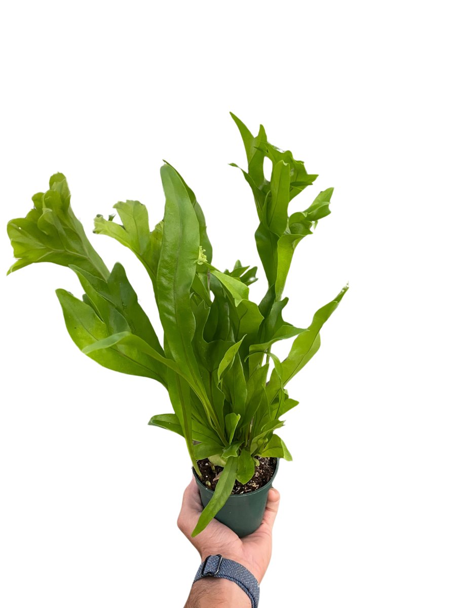 Fern 'Green Flame' Indoor Plant - Mental Houseplants™