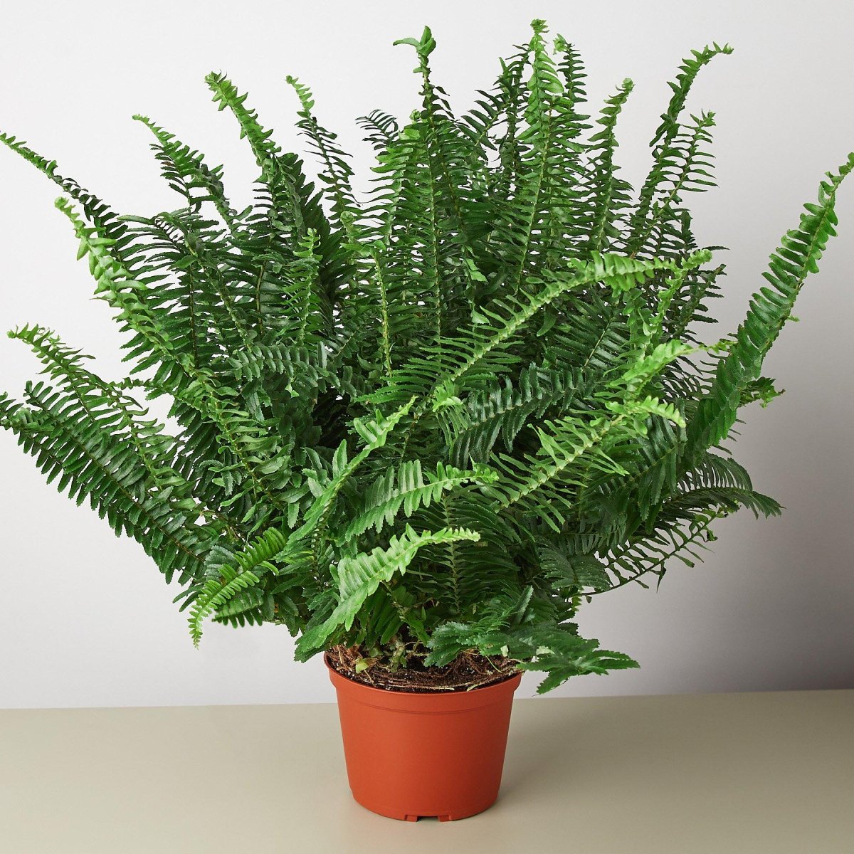 Fern 'Jester's Crown' Indoor Plant - Mental Houseplants™