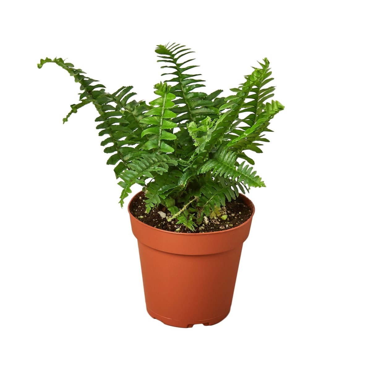 Fern 'Jester's Crown' Indoor Plant - Mental Houseplants™